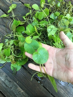 A hand lifts two leaves of the European frog-bit plant