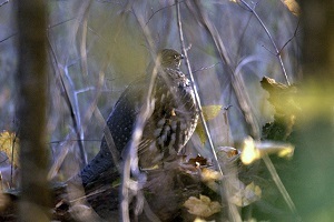side view of a ruffed grouse in the Michigan forest