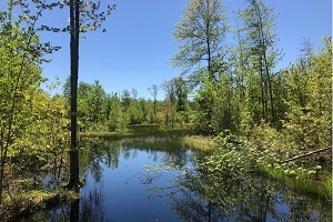 view of  flooded natural area, surrounded by mature trees