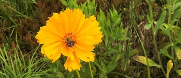 a bumblebee on a bright yellow flower in a field of green