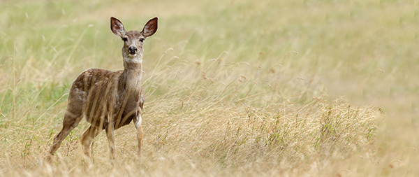 doe in field