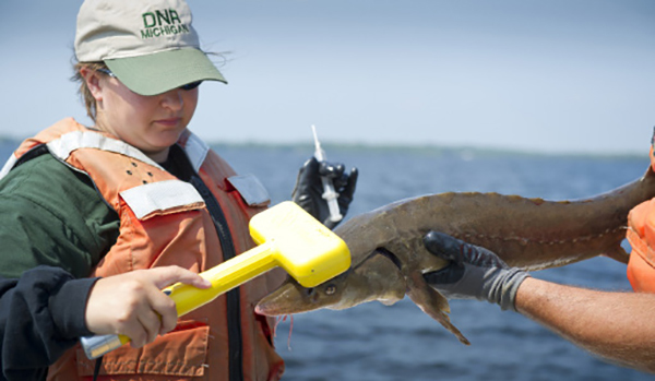 DNR biologist examines a sturgeon