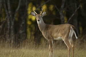 side body view, front facing white-tailed buck in low grass, forest in background