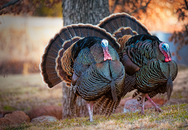 Two turkeys  on a hillside. 