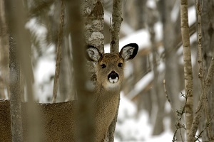 close-up, front view of head, shoulders and partial body of a white-tailed doe in the winter woods