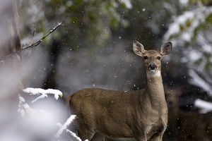 side body, full face view of a white-tailed deer, some snow on the trees