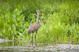 a sandhill crane stands in shallow water of the Kalamazoo River