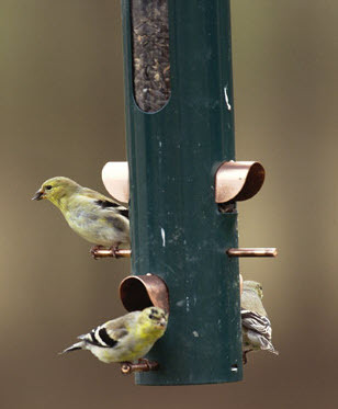 tube style bird feeder