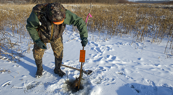 muskrat trapper checking trap