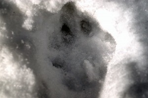 A bobcat paw print in the snow