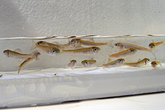 Young Arctic grayling are shown in an aquarium.