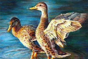 2019 Michigan Junior Duck Stamp best of show winner, showing two Michigan mallard hens - one with raised wings - standing in shallow water