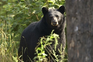 Black bear in the woods, Iron River, Michigan