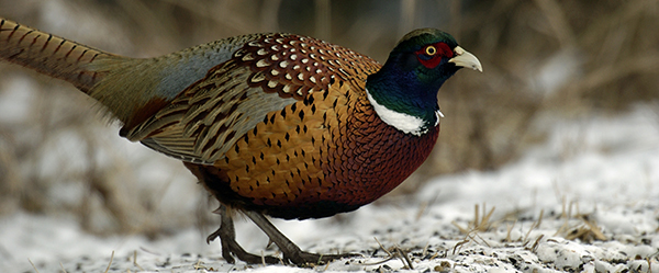 ring-necked pheasant in winter