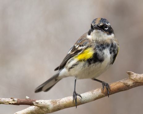 Yellow-rumped Warbler. Photo: Judy Lyle/Great Backyard Bird Count 