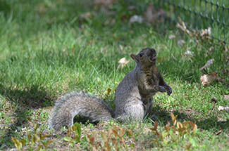 A squirrel is shown on a lawn.