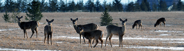 A group of deer is shown standing in a wintry field in Mackinac County.