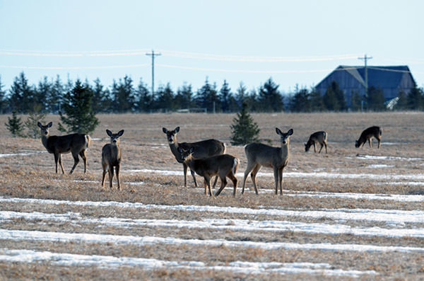 A group of deer is shown standing in a wintry field in Mackinac County.