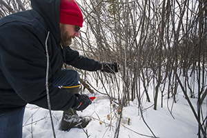 Volunteer cutting invasive shrub in snowy forest