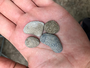 Closeup view of four small fossils in someone's hand