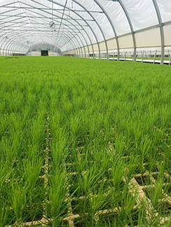 Green seedlings are shown growing indoors at a seed farm.