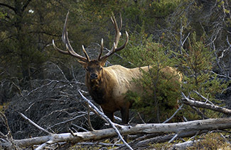 A bull elk in a forest is shown.