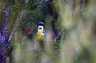 A Kirtland's warbler is shown singing from a jack pine branch.