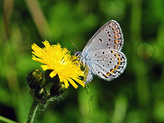 A Karner blue butterfly is shown on a yellow hawkweed flower.
