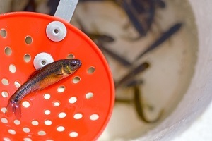 close-up view of a bait fish at the top of a bucket, with more fish swimming beneath it in the bottom.