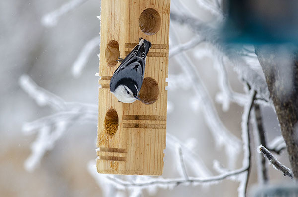 A white-breasted nuthatch sits on a wooden bird feeder in winter.