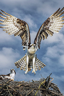 An osprey flaps its wings open above a nest.