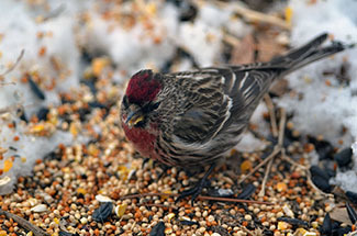 Common redpolls are among the bird species that visit Michigan during the wintertime.