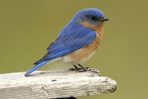Side view of an eastern bluebird perched on a weathered wood railing
