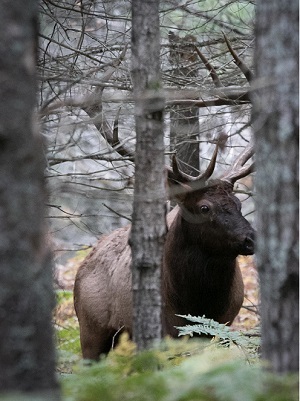 a bull elk in the Pigeon River Forest, framed by trees