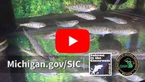 Salmon in the Classroom video thumbnail play button