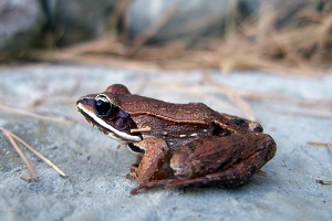 side view of a brown and rust colored wood frog, sitting on a gray rocky area, some dried brush