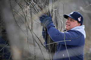 volunteer gathers branches from invasive shrub