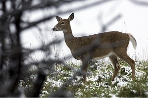a white-tailed deer in the snowy Michigan woods