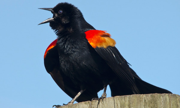Red-winged blackbird