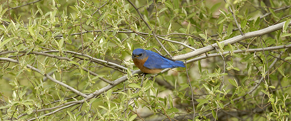 bluebird on a tree branch