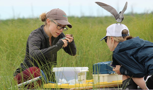 black tern monitoring