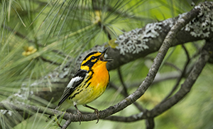 Blackburnian Warbler by Shirley-Donald/Audubon Photography Awards