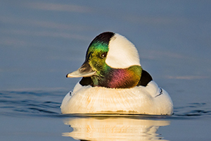 Bufflehead by Mick Thompson/Flickr cc