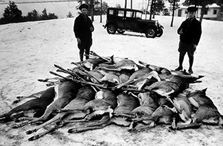 Two conservation officers stand behind a pile of winter-killed deer in the early 1930s.