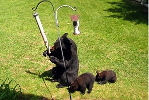 A bear and her cubs eat from a bird feeder on the lawn