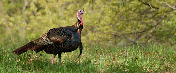 spring turkey in field