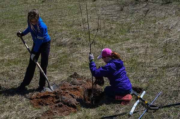 Two young girls plant a tree in a field.