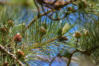 A close-up view of conifer needles is shown.