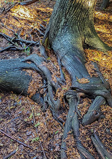 The roots of a couple of cedar trees are shown above ground.