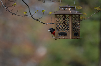 A male rose-breasted grosbeak is shown on a sunflower seed hopper bird feeder.